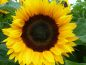 Preview: Sonnenblumen Sunrich Orange - ungebeizt