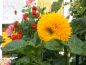 Preview: Sonnenblumen Hohe Sonnengold - ungebeizt