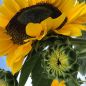 Preview: Sonnenblumen (Helianthus annuus) Holiday - ungebeizt