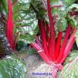 Preview: Mangold Rhubard Chard - Bio