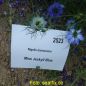 Preview: Nigella damascena Miss Jekyll Blau - ungebeizt