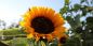 Preview: Sonnenblumen(Helianthus annuus) Musicbox - ungebeizt