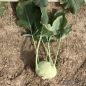 Preview: Kohlrabi Lech F1