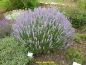Preview: Echter Lavendel (Lavandula angustifolia Mill.)