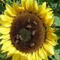 Preview: Sonnenblumen Sunrich Orange DMR 5-6 - ungebeizt