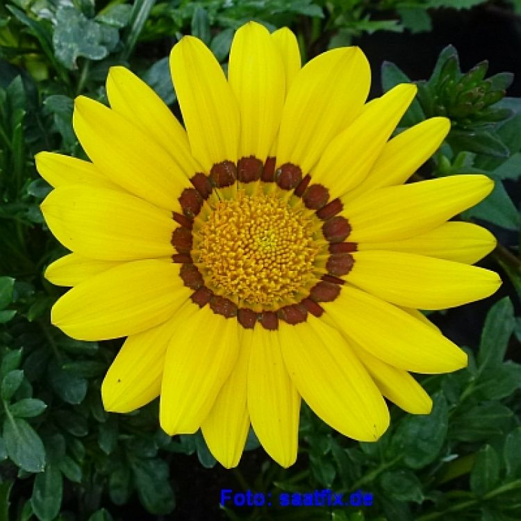 Gazania rigens Talent Mix - ungebeizt