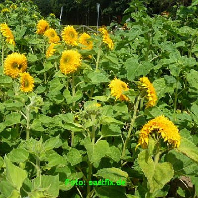 Sonnenblumen Hohe Sonnengold - ungebeizt