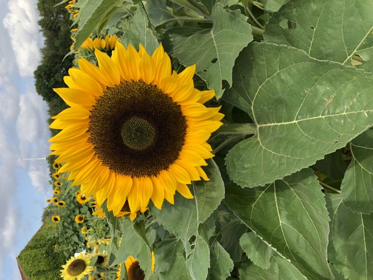 Helianthus Cutting Gold