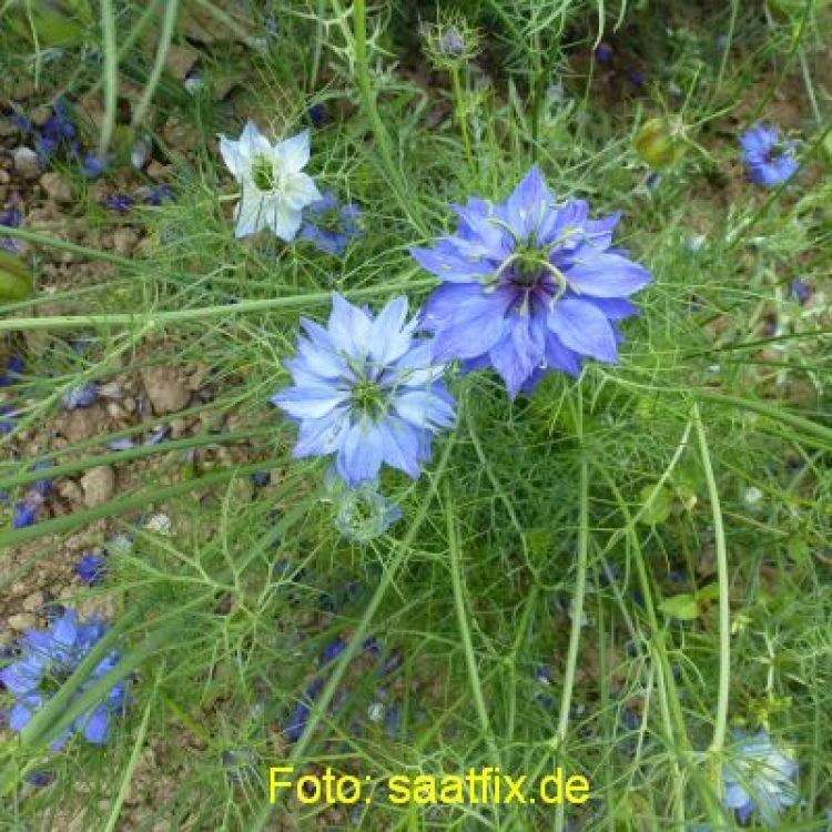 Nigella damascena Miss Jekyll Mix - ungebeizt