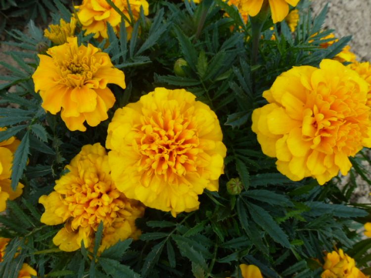 Tagetes patula Bonanza Gold - ungebeizt