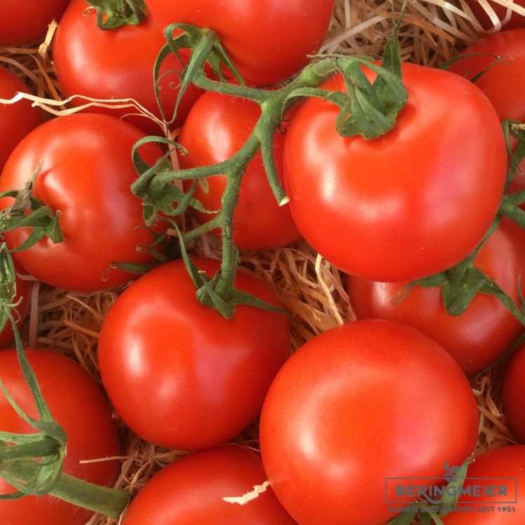 Normalfrüchtige Tomate Auriga Historische Stabtomate Bio