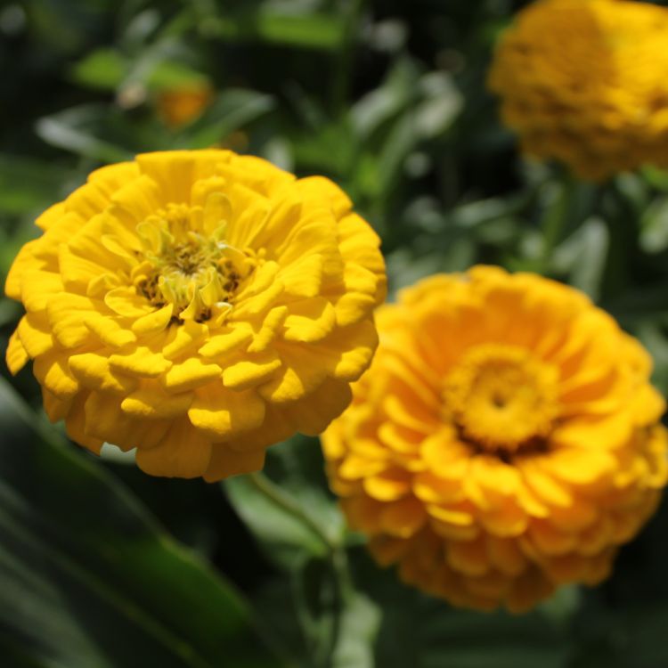 Zinnia elegans Oklahoma Golden Yellow- ungebeizt