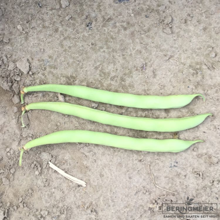 besonderer Bohnentyp mit über dem Laub tragenden 18 – 20 cm langen, runden Hülsen