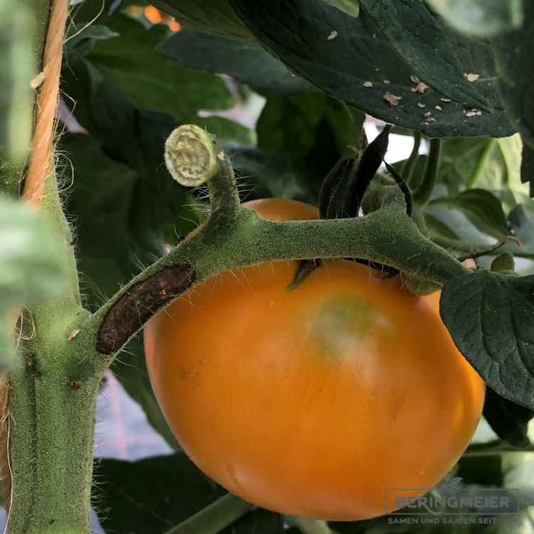 Tomate Goldene Königin