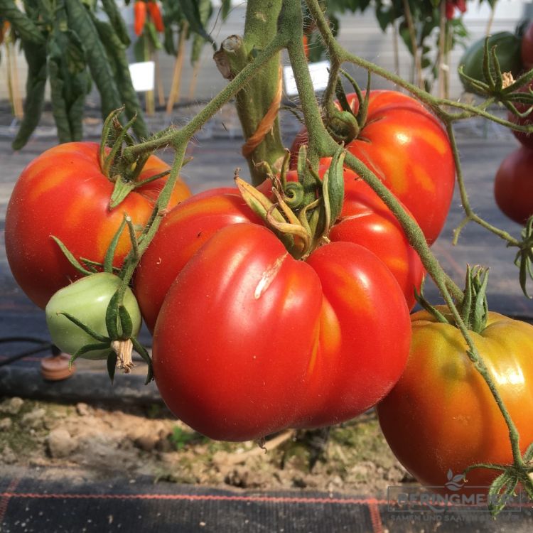Ochsenherz-Tomate Grifone F1 - Bio