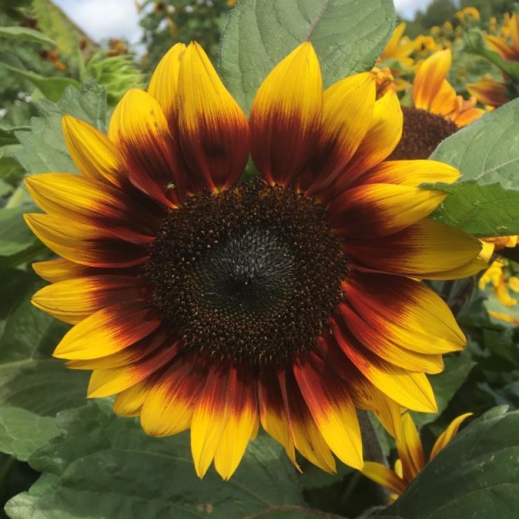 Sonnenblumen Herbstschönheit (Autumn Beauty) - ungebeizt