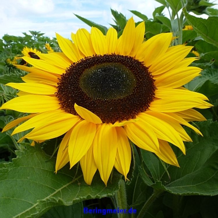 Sonnenblumen Tanja - ungebeizt