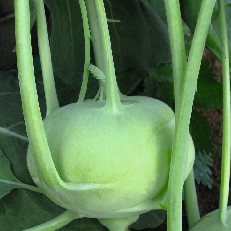 Kohlrabi Konan F1 - Foto bejo Samen GmbH