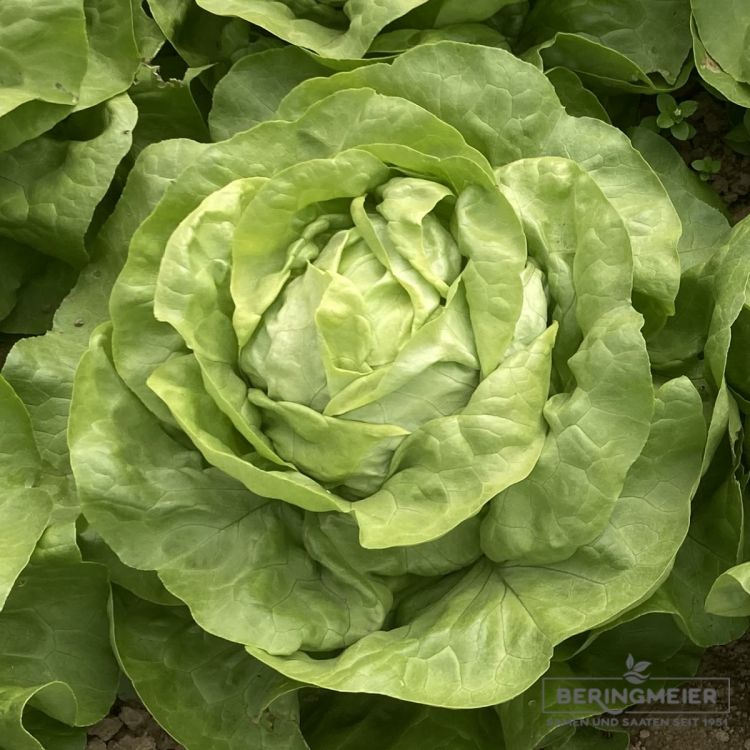 Grüner Kopfsalat Freiland Dicata - Bio