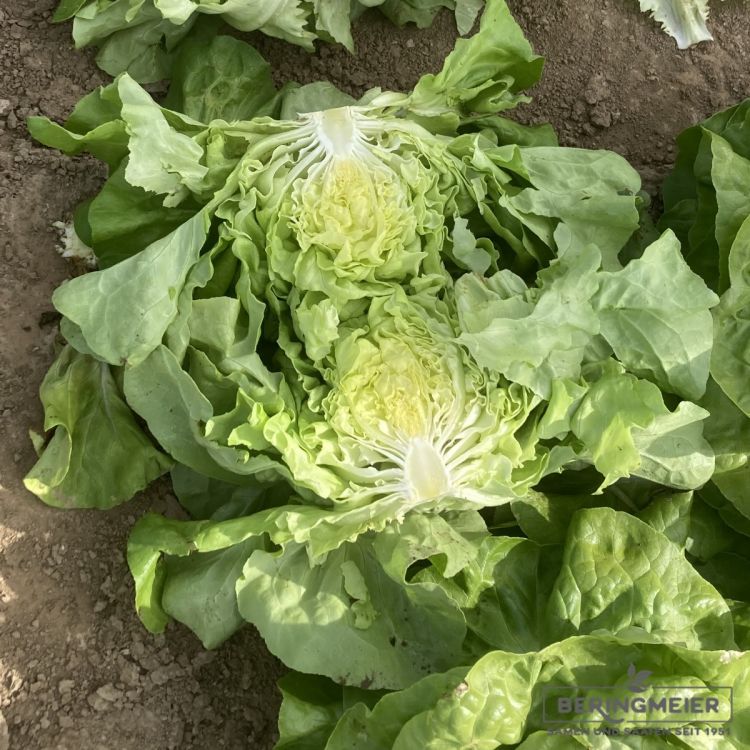 Grüner Kopfsalat Ulmo - Bio