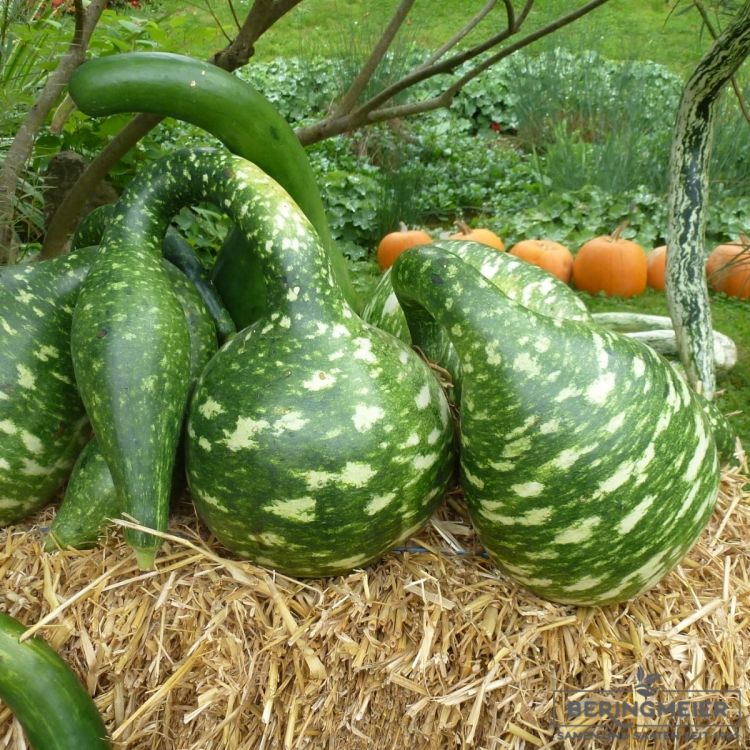 Kürbis Kobra Amphora - Kalebasse