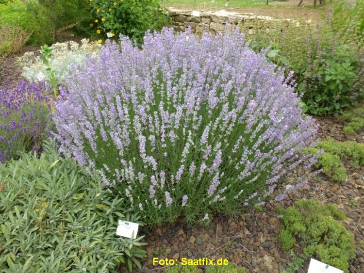 Echter Lavendel (Lavandula angustifolia Mill.)
