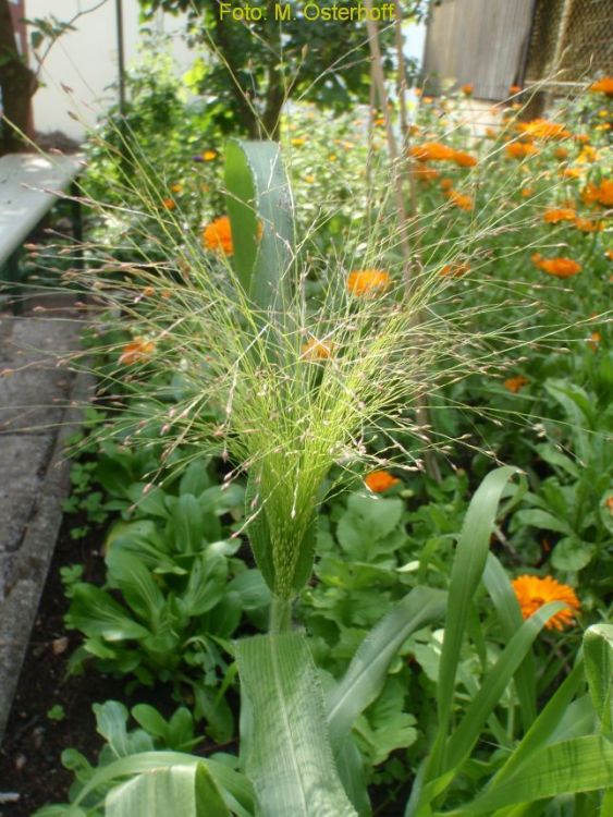 Panicum varigatum Fontaine - ungebeizt