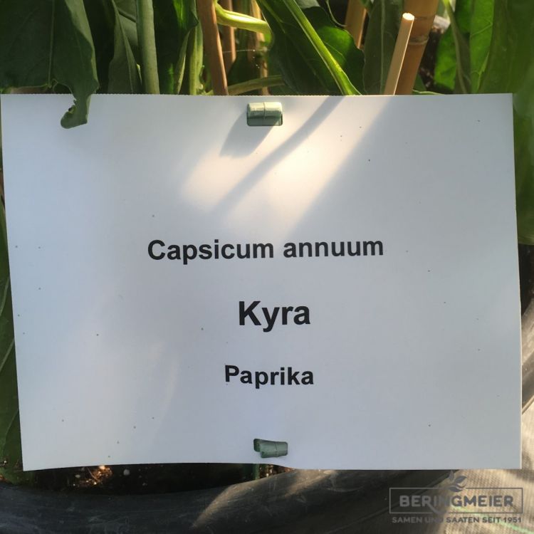 Paprika Kyra F1 Bio- süßer Spitzpaprika