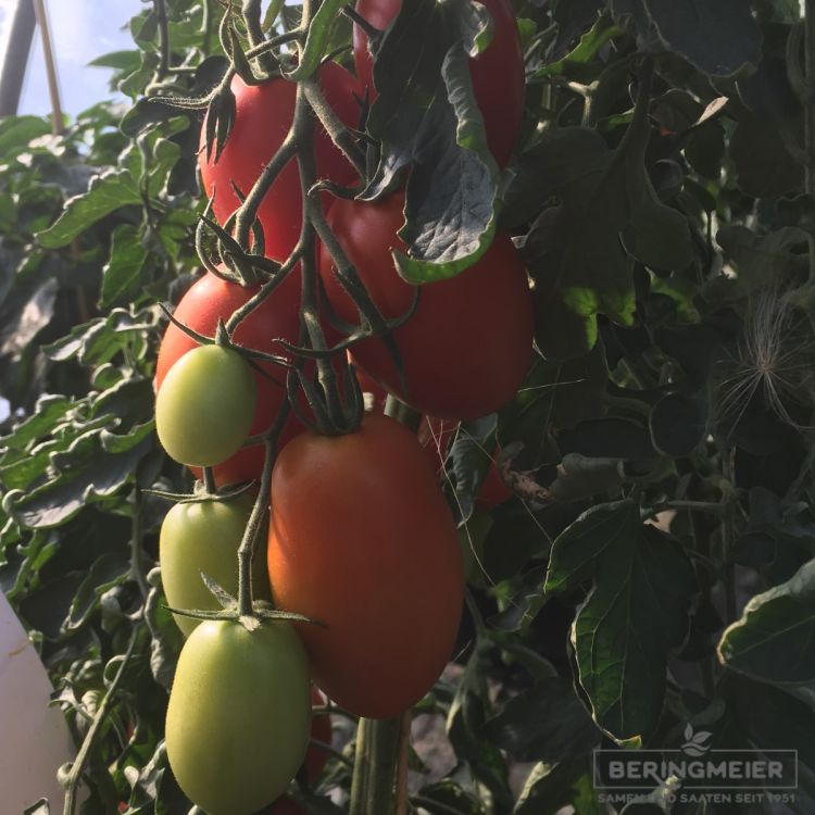 San Marzano Tomate Pozzano F1