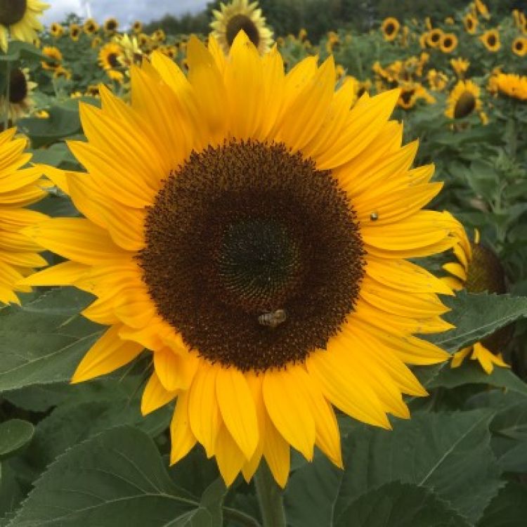 Sonnenblumen Herbstschönheit (Autumn Beauty) - ungebeizt