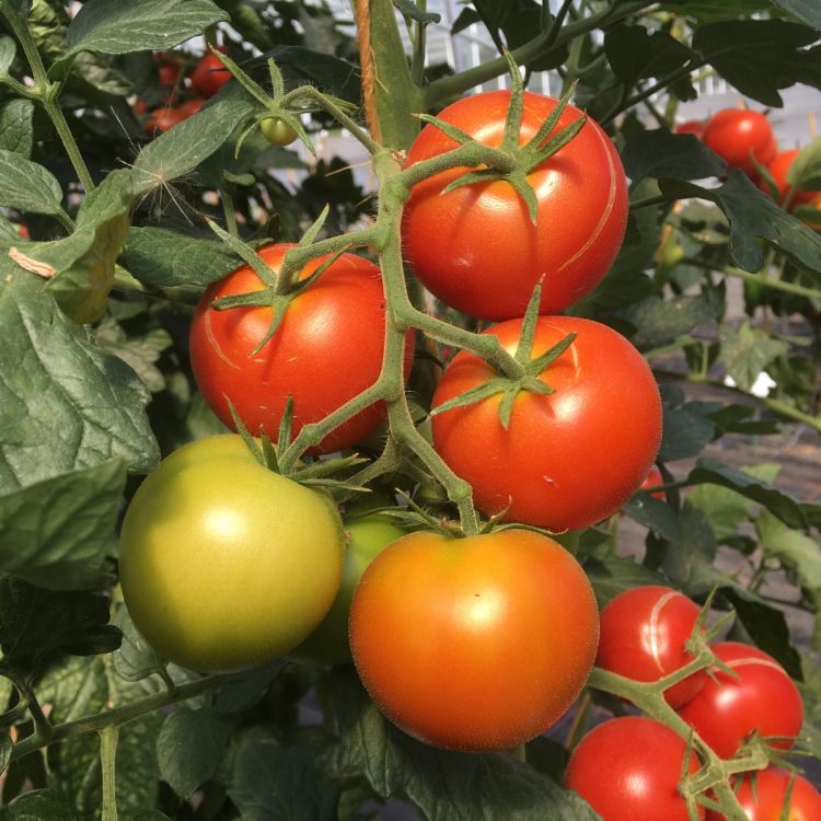 Normalfrüchtige Tomate Harzfeuer F1
