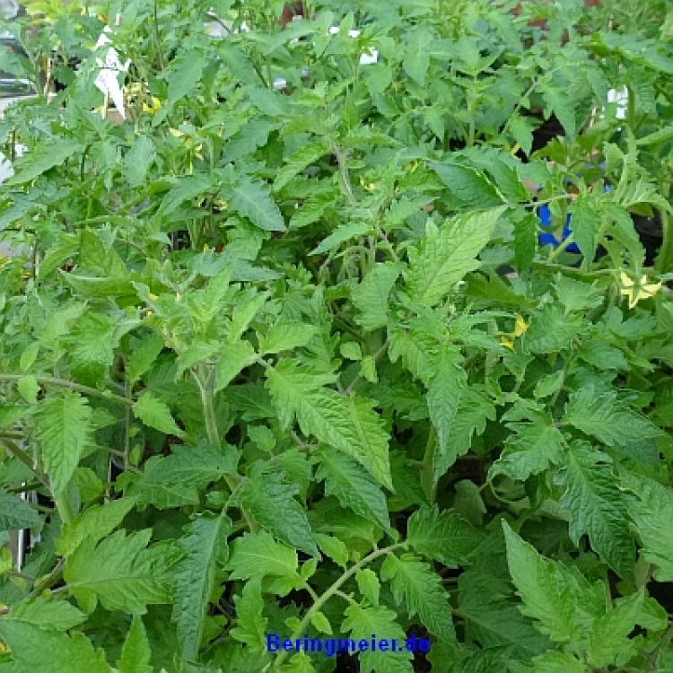 Normalfrüchtige Tomate Hoffmanns Rentita