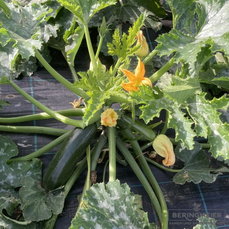 Zucchini Aloha F1 - Bio