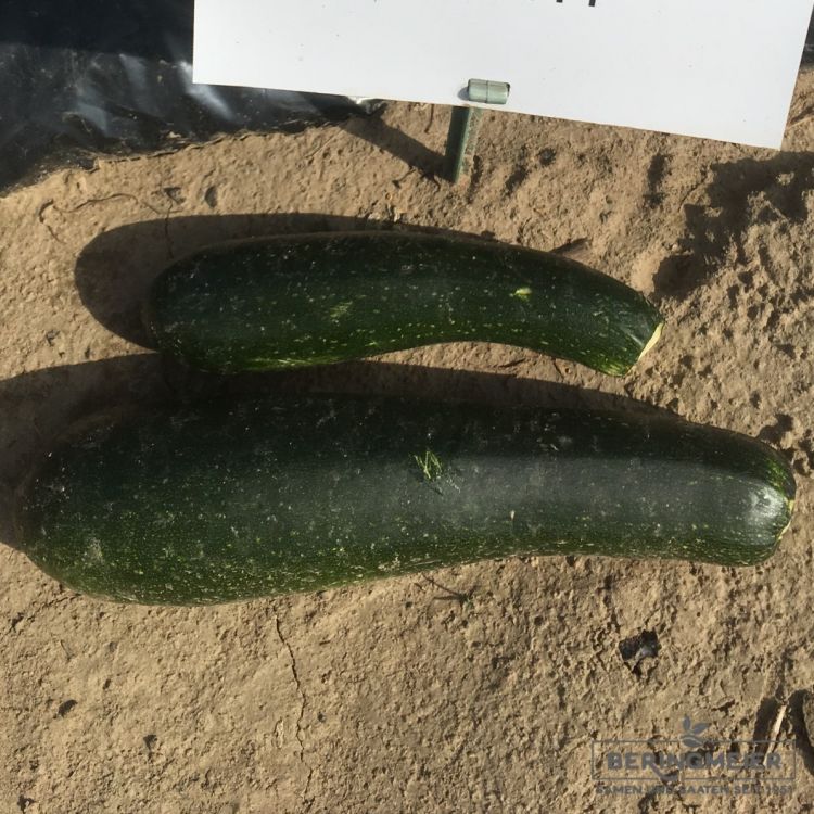 Zucchini Dunja F1