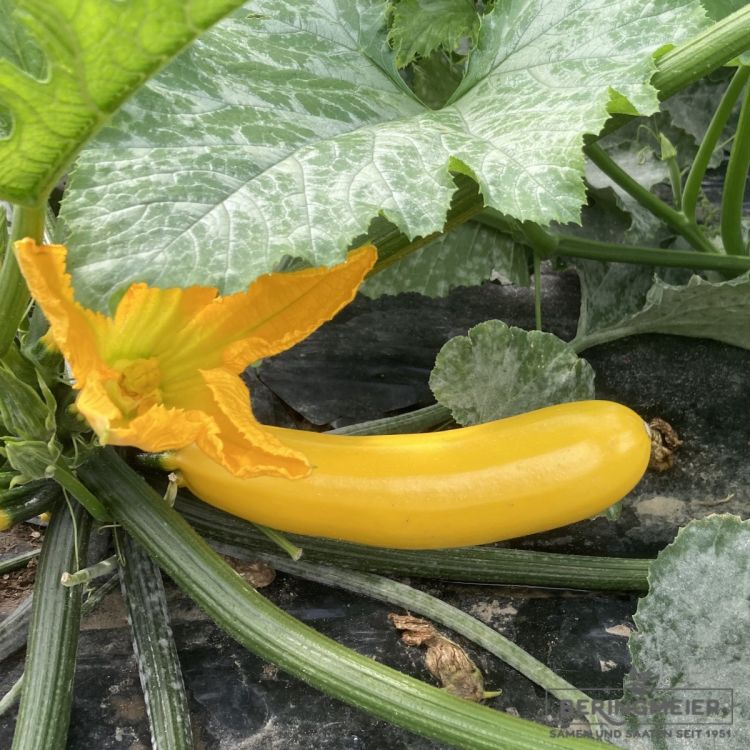 Zucchini Gold Rush - Bio