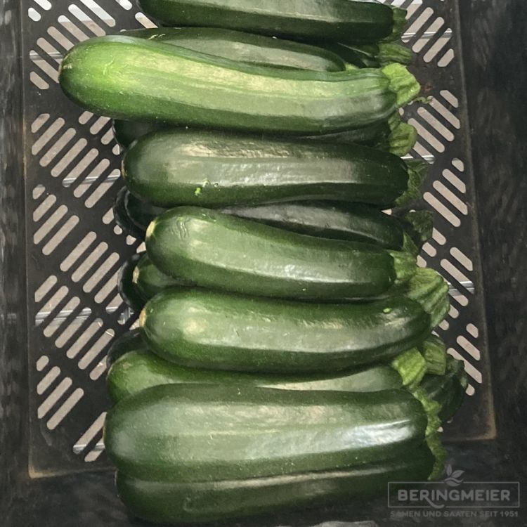 Zucchini Naxos F1