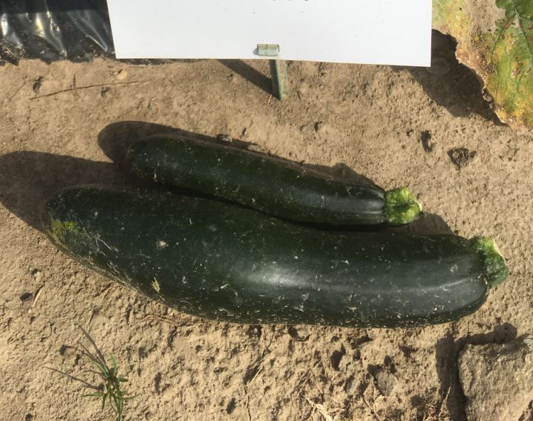 Zucchini Partenon F1 - Bio