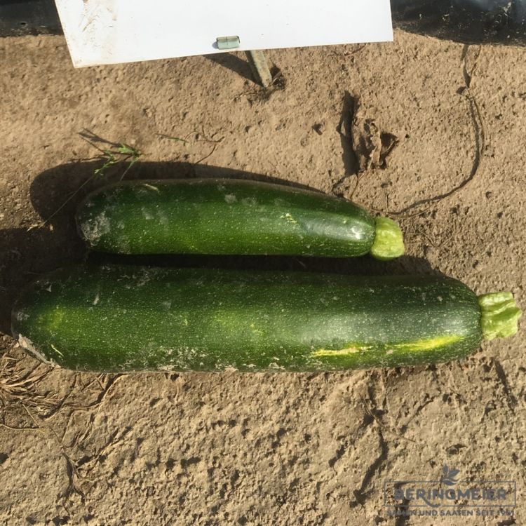 Zucchini Zelia F1