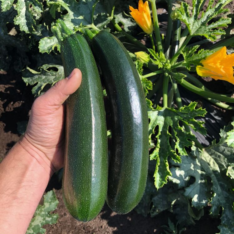 Zucchini Onega F1 - Foto bejo Samen GmbH