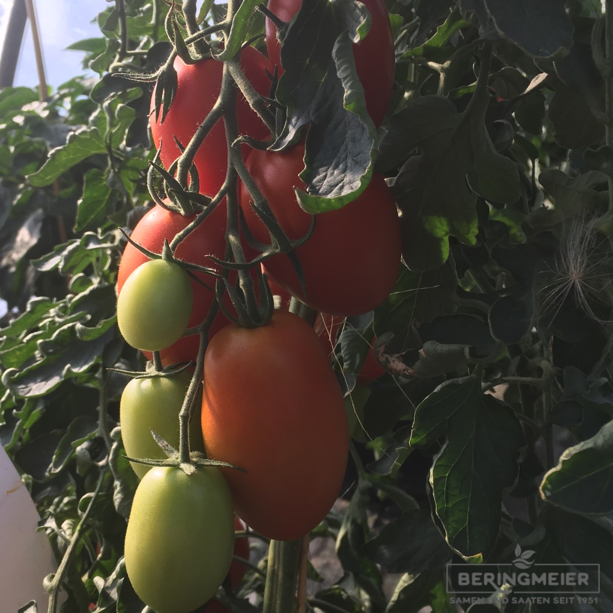 San Marzano Tomate Pozzano F1 Ungebeizt Gemüse Saatgut Shop 3431