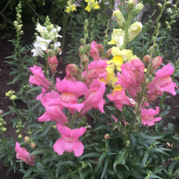 Antirrhinum majus Rocket F1 Mix - ungebeizt