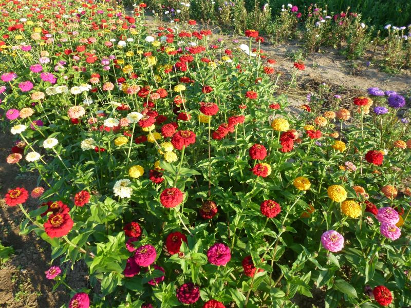 Zinnia elegans Oklahoma Mischung - ungebeizt