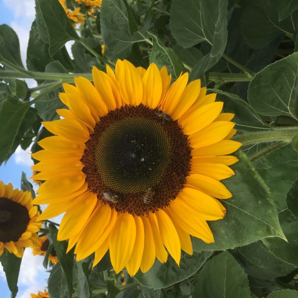 Sonnenblumen (Helianthus annuus) Bert - ungebeizt