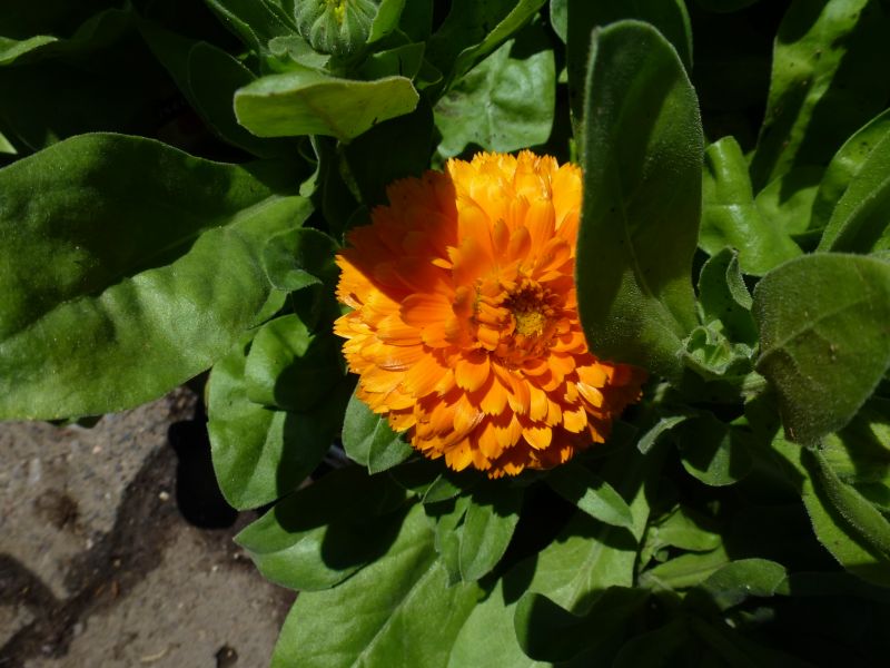 Calendula officinalis Balls Orange - Bio