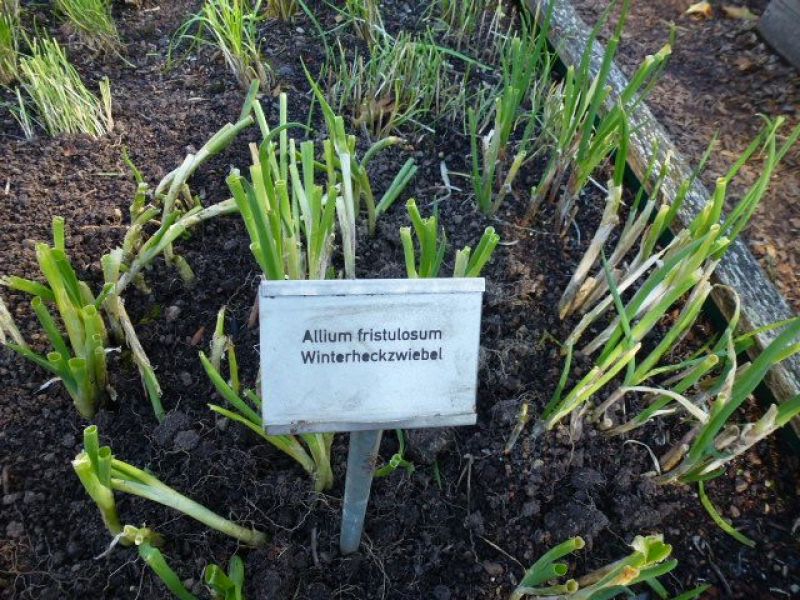 Lauchzwiebeln Freddy Winterhecke - ungebeizt