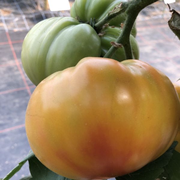 Fleischtomate GinFiz F1 Bio