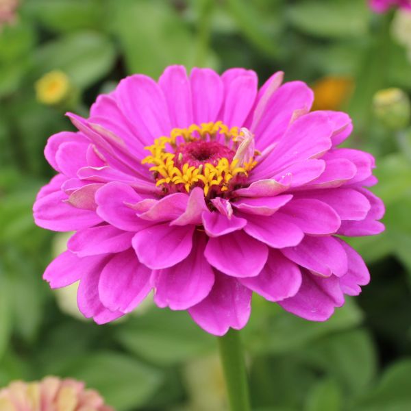 Zinnien Benary's Riesen Mix