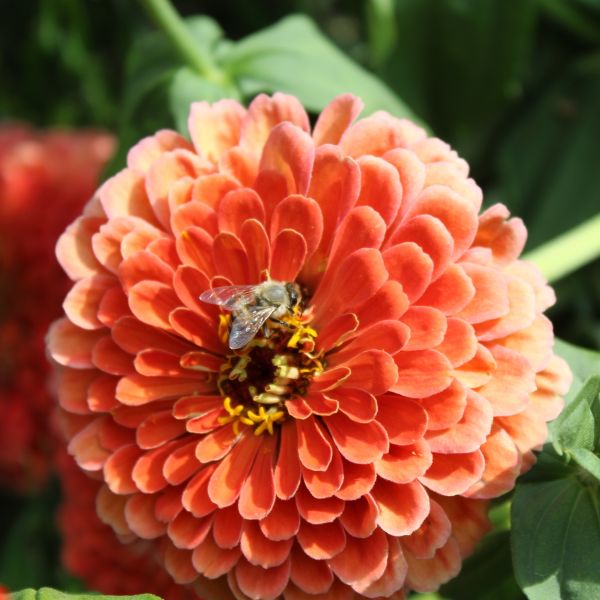 Zinnien Benary's Riesen Mix