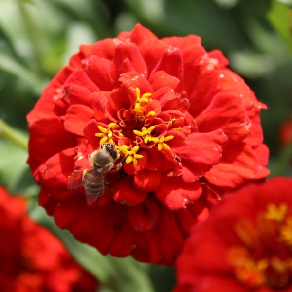 Zinnia elegans Zinnita Scarlet - ungebeizt