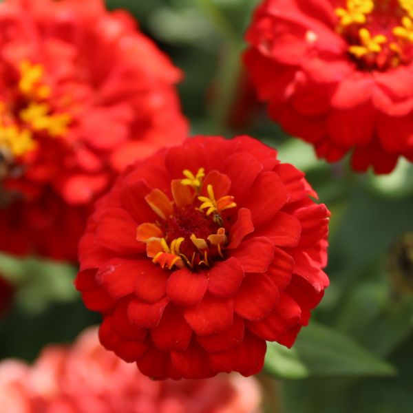 Zinnia elegans Oklahoma Scarlet - ungebeizt